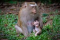 Adult monkey sits on the ground with her little cute baby