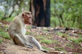 Adult monkey in deep thoughts