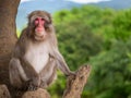 Adult monkey sitting in the tree and posing on the camera with green trees at the background