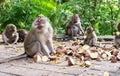 Adult monkeys sit and eat in the forest. Monkey Forest, Ubud, Bali, Indonesia Royalty Free Stock Photo