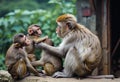 Adult monkeys sits and eating banana fruit in the forest. Monkey forest, AI generated Royalty Free Stock Photo