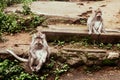 Adult monkeys sits and eating banana fruit in the forest. Monkey forest, Ubud, Bali, Indonesia. Royalty Free Stock Photo