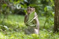 Adult monkeys sits and eating  tree leaf in the forest showing emotions to other monkey Sanjay Gandhi National Park  Mumbai  Mahar Royalty Free Stock Photo