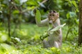 Adult monkeys sits and eating  tree leaf in the forest showing emotions to other monkey Sanjay Gandhi National Park  Mumbai  Mahar Royalty Free Stock Photo