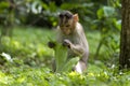 Adult monkeys sits and eating  tree leaf in the forest showing emotions to other monkey Sanjay Gandhi National Park  Mumbai  Mahar Royalty Free Stock Photo