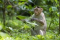 Adult monkeys sits and eating  tree leaf in the forest showing emotions to other monkey Sanjay Gandhi National Park  Mumbai  Mahar Royalty Free Stock Photo