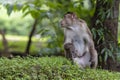 Adult monkeys sits and eating  tree leaf in the forest showing emotions to other monkey Sanjay Gandhi National Park  Mumbai  Mahar Royalty Free Stock Photo