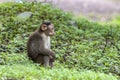 Adult monkeys sits and eating  tree leaf in the forest showing emotions to other monkey Sanjay Gandhi National Park  Mumbai  Mahar Royalty Free Stock Photo