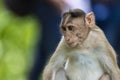 Adult monkeys sits and eating  tree leaf in the forest showing emotions to other monkey Sanjay Gandhi National Park  Mumbai  Mahar Royalty Free Stock Photo