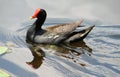 Adult Moorhen In Water