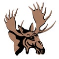 Adult moose head color