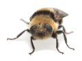 Adult moose nose botfly, Cephenemyia ulrichii isolated on white background.