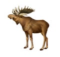 Adult Moose standing. Side view