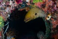 A adult moray eel among corals