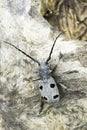 An adult of Morimus funereus, longhorn beetles