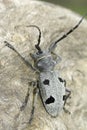 An adult of Morimus funereus, longhorn beetles Royalty Free Stock Photo