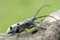 An adult of Morimus funereus, longhorn beetles