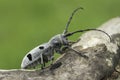 An adult of Morimus funereus, longhorn beetles