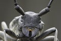An adult of Morimus funereus, longhorn beetles Royalty Free Stock Photo