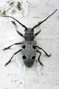 An adult of Morimus funereus longhorn beetles