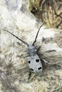An adult of Morimus funereus longhorn beetles Royalty Free Stock Photo