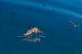 Adult mosquito over water - newborn insect diptera fly Royalty Free Stock Photo