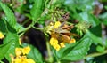 Adult moth (Epargyreus species?) on yellow lantana flower