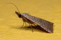 Adult Moth Insect Royalty Free Stock Photo