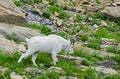 Adult Mountain Goat Feeds Off Green Grass.