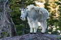 Adult Mountain Goat Stands on top of Rock Royalty Free Stock Photo