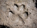 Mountain lion cougar foot track in mud close-up