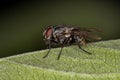 Adult Muscoid Fly