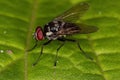 Adult Muscoid Fly