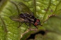 Adult Muscoid Fly