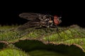 Adult Muscoid Fly