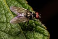 Adult Muscoid Fly