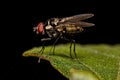 Adult Muscoid Fly