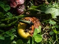 Adult musk beetle (Aromia moschata) with long antennae and coppery and greenish metallic tint on half rotten apple Royalty Free Stock Photo