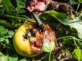 Adult musk beetle (Aromia moschata) with long antennae and coppery and greenish metallic tint on half rotten apple Royalty Free Stock Photo