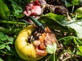 Adult musk beetle (Aromia moschata) with very long antennae and coppery and greenish metallic tint Royalty Free Stock Photo