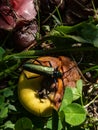 Adult musk beetle Aromia moschata with very long antennae and coppery and greenish metallic tint on half rotten apple eating Royalty Free Stock Photo