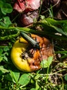 Adult musk beetle Aromia moschata with very long antennae and coppery and greenish metallic tint on half rotten apple eating Royalty Free Stock Photo