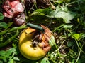 Adult musk beetle Aromia moschata with very long antennae and coppery and greenish metallic tint on half rotten apple eating Royalty Free Stock Photo