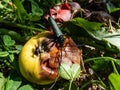 Adult musk beetle Aromia moschata with very long antennae and coppery and greenish metallic tint on half rotten apple eating Royalty Free Stock Photo