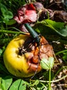 Adult musk beetle Aromia moschata with very long antennae and coppery and greenish metallic tint on half rotten apple eating Royalty Free Stock Photo