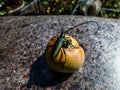 Adult musk beetle Aromia moschata with very long antennae and coppery and greenish metallic tint on half rotten apple eating Royalty Free Stock Photo