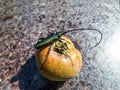 Adult musk beetle Aromia moschata with very long antennae and coppery and greenish metallic tint on half rotten apple eating Royalty Free Stock Photo