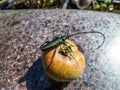 Adult musk beetle Aromia moschata with very long antennae and coppery and greenish metallic tint on half rotten apple eating Royalty Free Stock Photo