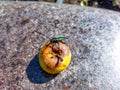 Adult musk beetle (Aromia moschata) with very long antennae and coppery and greenish metallic tint Royalty Free Stock Photo