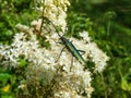 Adult musk beetle (Aromia moschata) with very long antennae and coppery and greenish metallic tint on a white flower Royalty Free Stock Photo